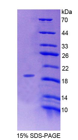 Figure 1. SDS-PAGE