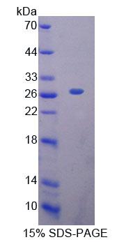 Figure 1. SDS-PAGE