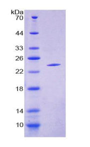 Figure 1. SDS-PAGE