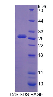 Figure 1. SDS-PAGE