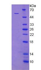 Figure 2. SDS-PAGE
