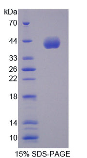 Figure 1. SDS-PAGE