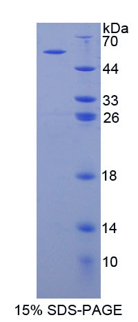 Figure 1. SDS-PAGE