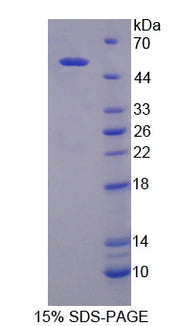 Figure 1. SDS-PAGE