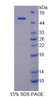 Figure 1. SDS-PAGE