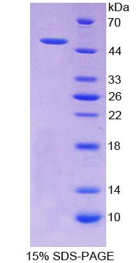 Figure 1. SDS-PAGE