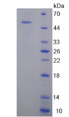 Figure 2. SDS-PAGE