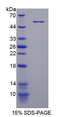 Figure 1. SDS-PAGE