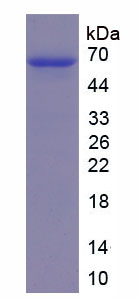 Figure 1. SDS-PAGE