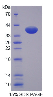 Figure 1. SDS-PAGE