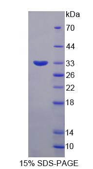 Figure 1. SDS-PAGE