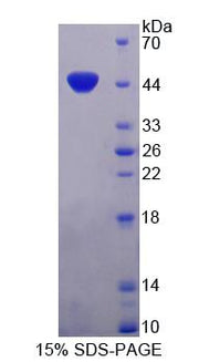 Figure 1. SDS-PAGE