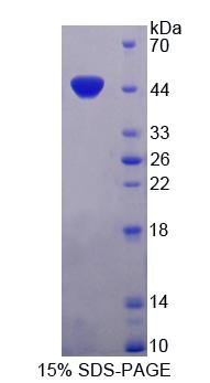Figure 1. SDS-PAGE