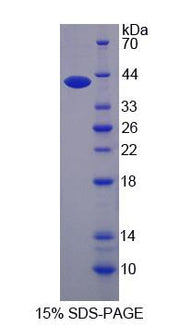 Figure 1. SDS-PAGE