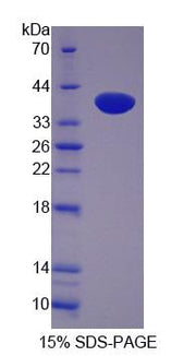 Figure 1. SDS-PAGE