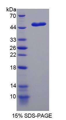 Figure 1. SDS-PAGE
