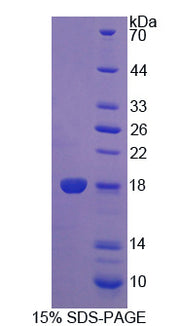 Figure 1. SDS-PAGE