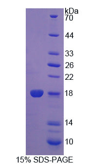 Figure 1. SDS-PAGE