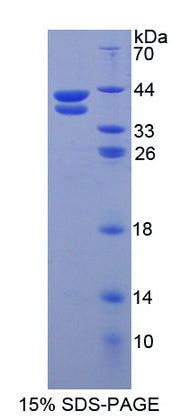 Figure 1. SDS-PAGE