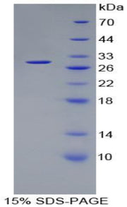 Figure 1. SDS-PAGE