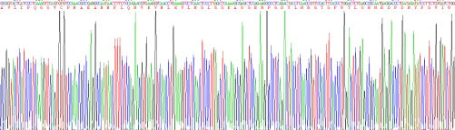 Recombinant Rat Interleukin 17 (IL17)