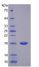 Figure 3. SDS-PAGE