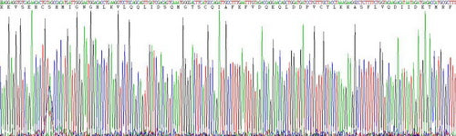 Recombinant Mouse Colony Stimulating Factor 1, Macrophage (MCSF)
