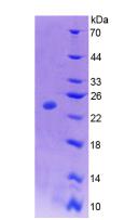 Figure 3. SDS-PAGE