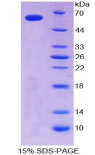Figure 1. SDS-PAGE