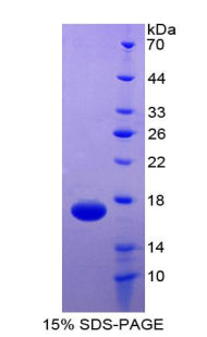 Figure 1. SDS-PAGE