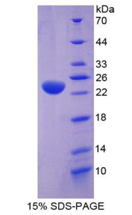 Figure 1. SDS-PAGE