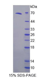 Figure 1. SDS-PAGE