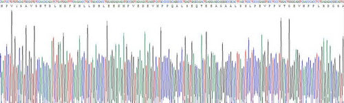 Recombinant Mouse Natriuretic Peptide Precursor A (NPPA)