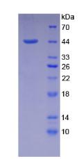Figure 3. SDS-PAGE