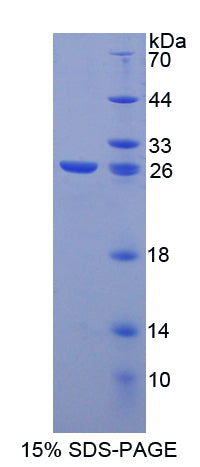 Figure 1. SDS-PAGE