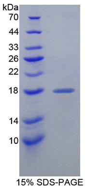 Figure 1. SDS-PAGE