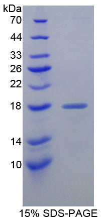 Figure 1. SDS-PAGE