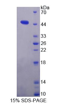 Figure 1. SDS-PAGE
