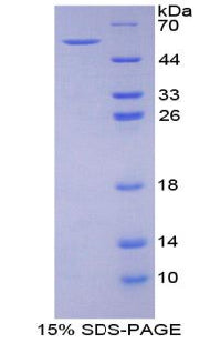 Figure 1. SDS-PAGE