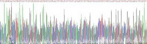 Recombinant Human Serum Response Factor (SRF)