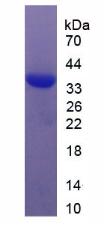 Figure 3. SDS-PAGE