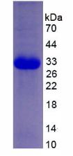 Figure 3. SDS-PAGE