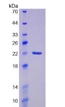 Figure 2. SDS-PAGE