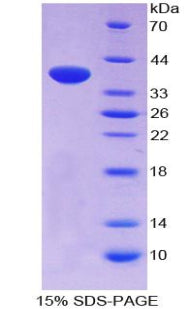 Figure 1. SDS-PAGE