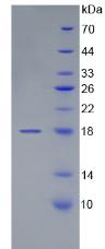 Figure 2. SDS-PAGE