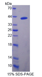 Figure 1. SDS-PAGE