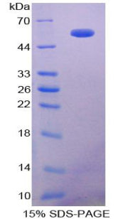Figure 1. SDS-PAGE