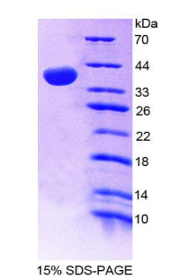 Figure 1. SDS-PAGE