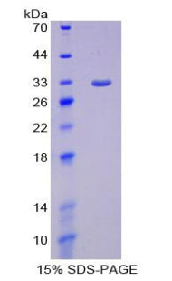 Figure 1. SDS-PAGE