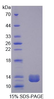 Figure 1. SDS-PAGE